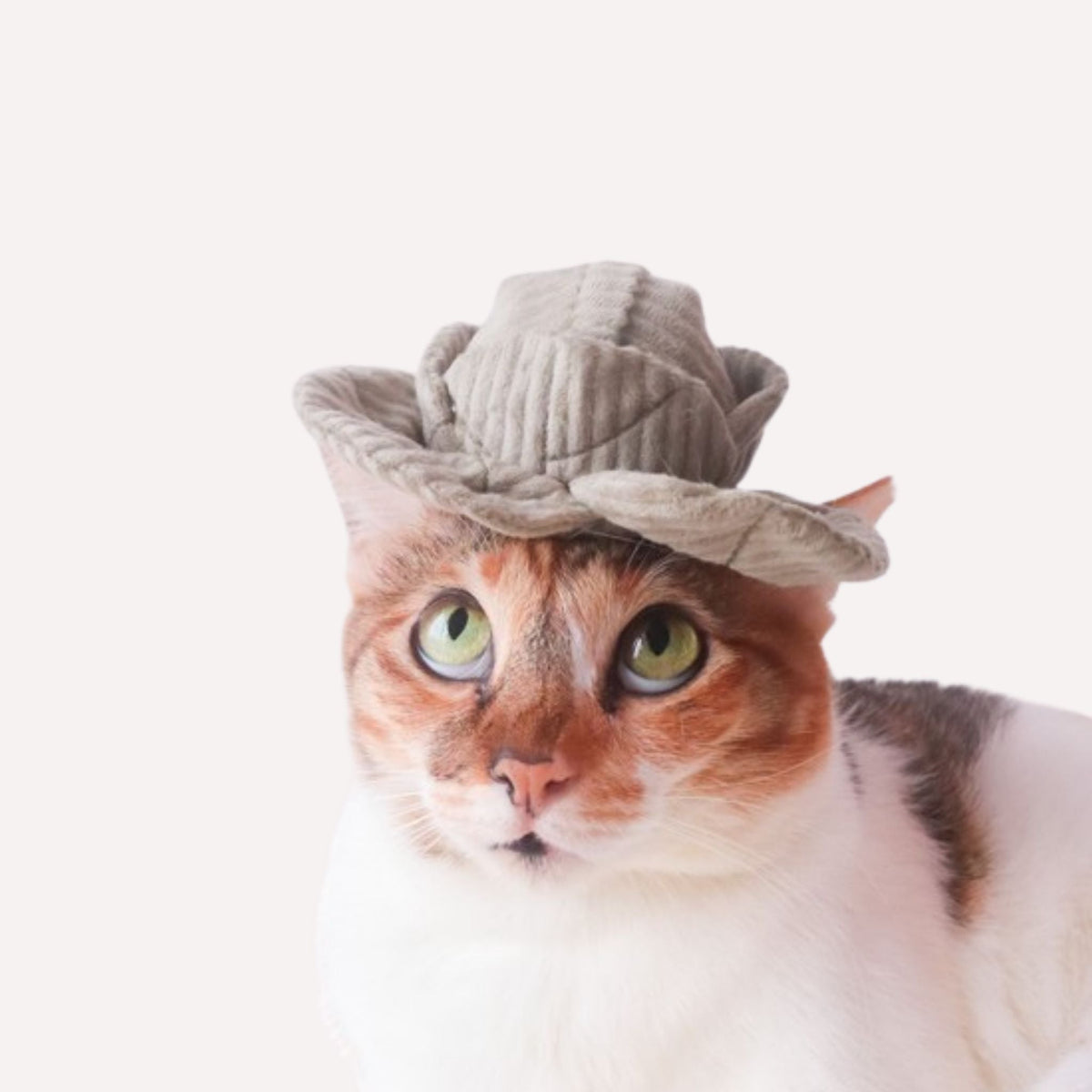 Katzenspielzeug