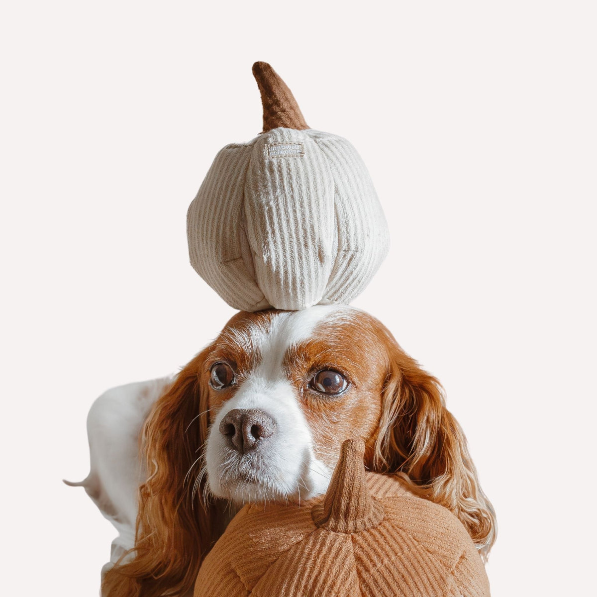 Hundespielzeug
