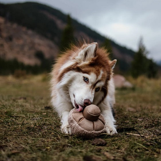 Lambwolf GUU Champignon – Schnüffelspielzeug